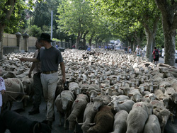 transhumance