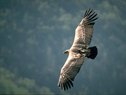 vautour
