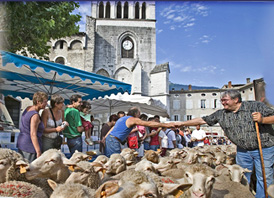 transhumance